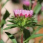 Preview: Sommeraster Bouquet Rose (Samen)