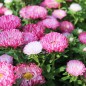 Preview: Sommeraster Contraster pink-white (Samen)