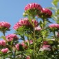 Preview: Sommeraster Contraster pink-white (Samen)