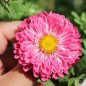 Preview: Sommeraster Contraster pink-white (Samen)