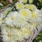 Preview: Sommeraster Creamy Yellow Ostrich (Samen)