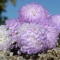 Preview: Neu! Sommeraster Duchesse Blue and White (Samen)