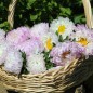 Preview: Sommeraster Duchesse Rose and White (Samen)