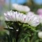 Preview: Sommeraster Duchesse Rose and White (Samen)