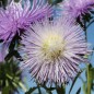 Preview: Sommeraster Giant Ray Silvery Blue (Samen)