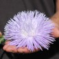 Preview: Sommeraster Giant Ray Silvery Blue (Samen)