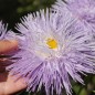 Preview: Sommeraster Giant Ray Silvery Blue (Samen)