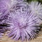 Preview: Sommeraster Giant Ray Silvery Blue (Samen)