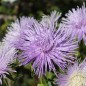 Preview: Sommeraster Giant Ray Silvery Blue (Samen)