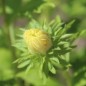 Preview: Sommeraster Salmon Janina (Samen)