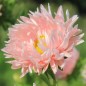 Preview: Sommeraster Salmon Janina (Samen)
