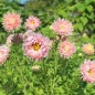 Preview: Sommeraster Salmon Janina (Samen)