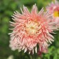 Preview: Sommeraster Salmon Janina (Samen)