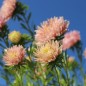 Preview: Sommeraster Salmon Janina (Samen)