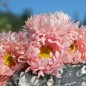Preview: Sommeraster Salmon Janina (Samen)