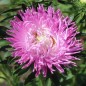 Preview: Sommeraster Tiger Paw White Lilac Tip (Samen)