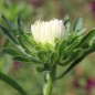 Preview: Sommeraster Tiger Paw White Lilac Tip (Samen)
