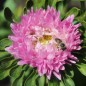 Preview: Sommeraster Tiger Paw White Lilac Tip (Samen)