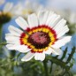 Preview: Sommermargerite Cockade (Samen)