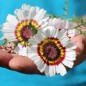 Preview: Sommermargerite Cockade (Samen)