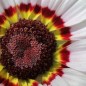 Preview: Sommermargerite Cockade (Samen)