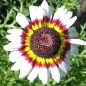 Preview: Sommermargerite Cockade (Samen)