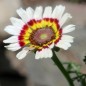 Preview: Sommermargerite Cockade (Samen)
