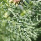Preview: Sommermargerite Dunnetti Mix (Samen)