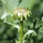 Preview: Sommermargerite Flame Shades (Samen)