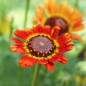 Preview: Sommermargerite Flame Shades (Samen)