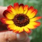 Preview: Sommermargerite German Flag (Samen)