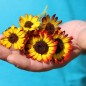Preview: Sommermargerite German Flag (Samen)
