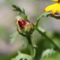 Preview: Sommermargerite German Flag (Samen)