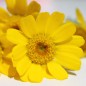 Preview: Sommermargerite Gloria (Samen)