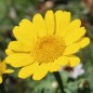 Preview: Sommermargerite Gloria (Samen)