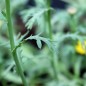 Preview: Sommermargerite Gloria (Samen)