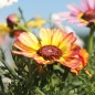 Preview: Sommermargerite Rainbow Mix (Samen)