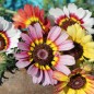 Preview: Sommermargerite Rainbow Mix (Samen)