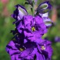 Preview: Sommerrittersporn Blue Spire (Samen)