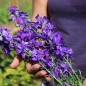 Preview: Sommerrittersporn Blue Spire (Samen)
