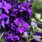 Preview: Sommerrittersporn Blue Spire (Samen)