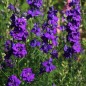Preview: Sommerrittersporn Blue Spire (Samen)