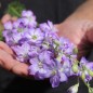 Preview: Sommerrittersporn Fancy Purple Picotee (Samen)