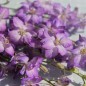 Preview: Sommerrittersporn Fancy Purple Picotee (Samen)