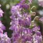 Preview: Sommerrittersporn Fancy Purple Picotee (Samen)