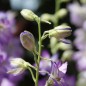 Preview: Sommerrittersporn Fancy Purple Picotee (Samen)