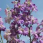 Preview: Sommerrittersporn Fancy Purple Picotee (Samen)