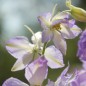 Preview: Sommerrittersporn Frosted Skies (Samen)