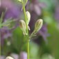 Preview: Sommerrittersporn Misty Lavender (Samen)