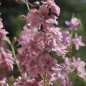 Preview: Sommerrittersporn Misty Lavender (Samen)